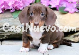 Cachorro Dáshund