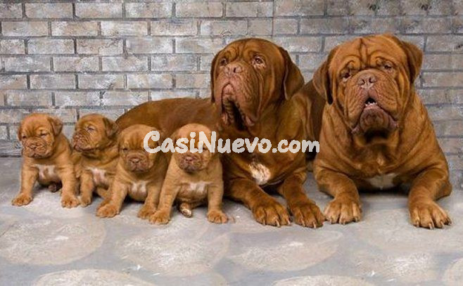 Perros Dogo de Burdeos