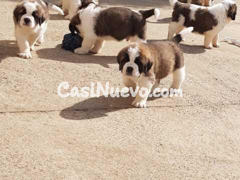 Cachorros San Bernardo