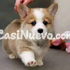 Corgi Pembroke Galés