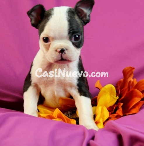 Cachorro Boston Terrier