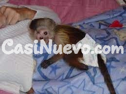 Mono capuchino con pañal