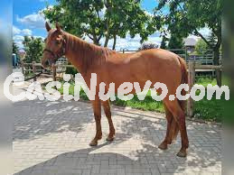 Caballo marrón en buen estado