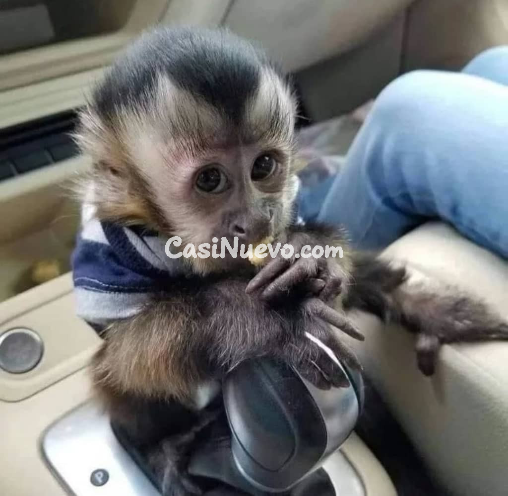 Mono capuchinos disponibles