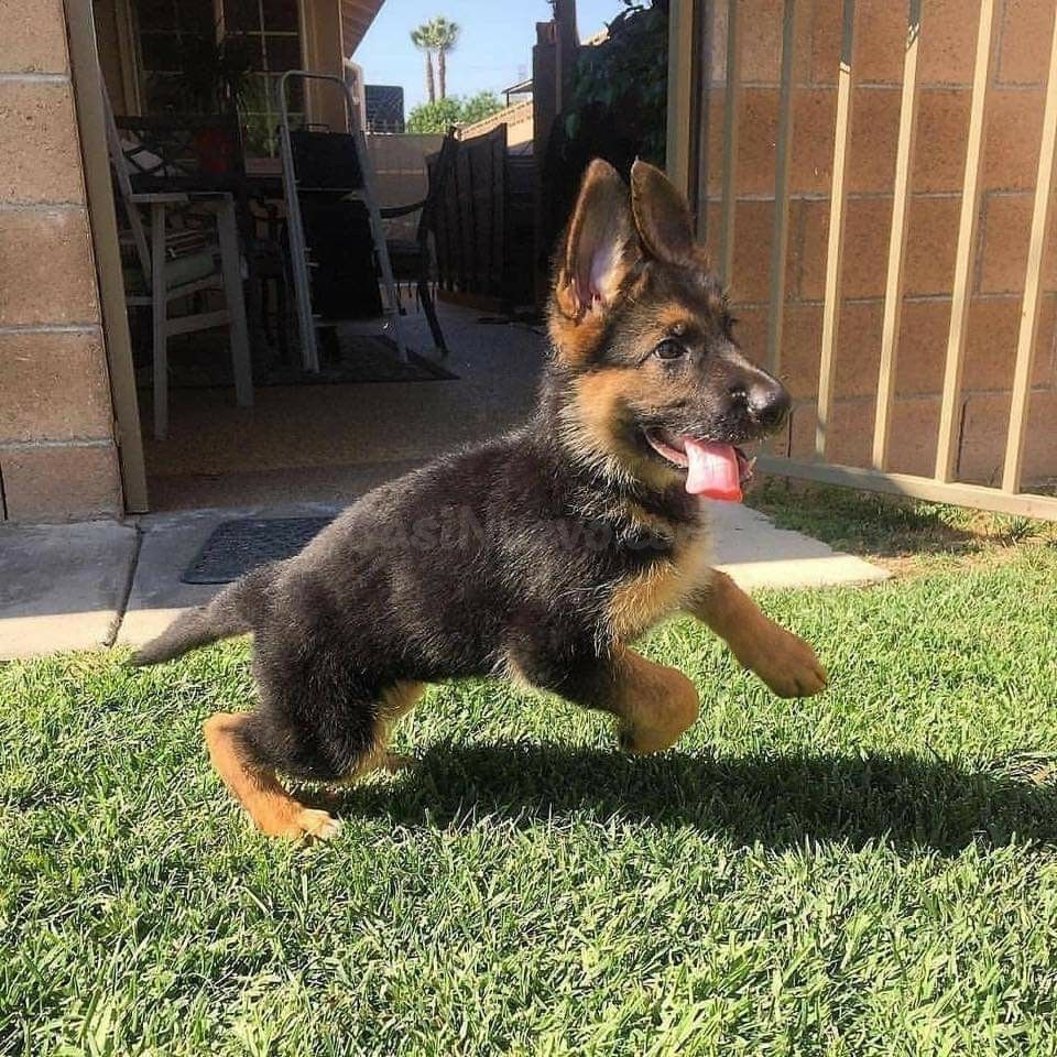 cachorro pastor aleman