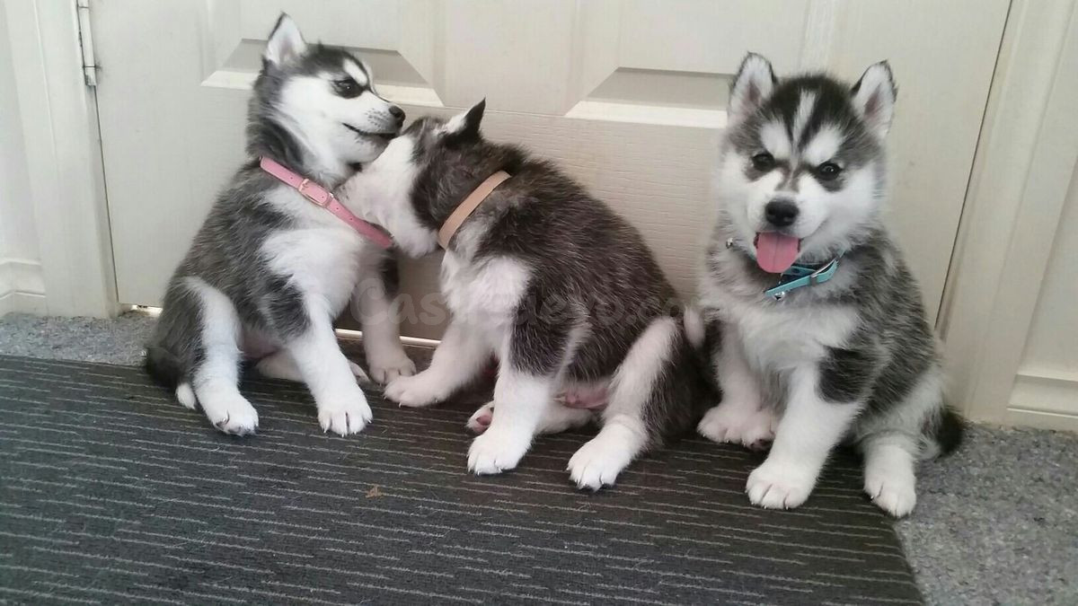 Cachorros Husky