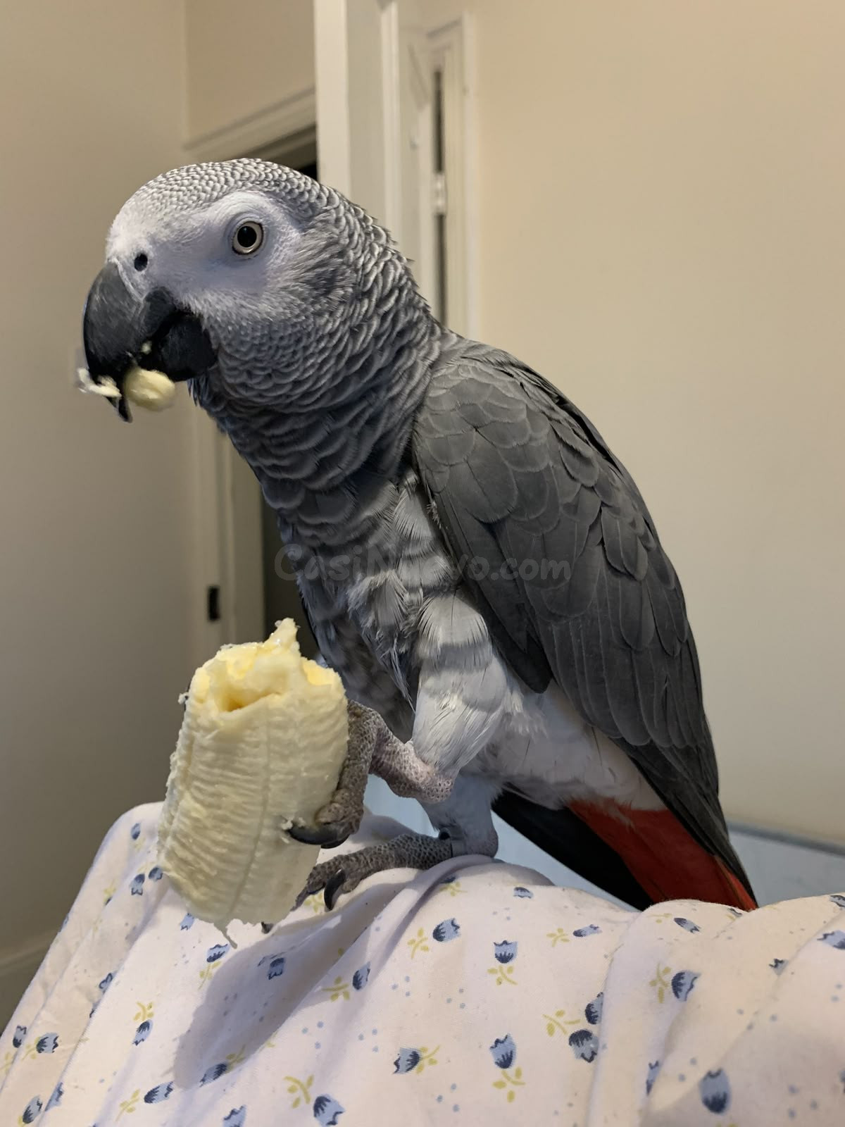 Loro gris africano con banana