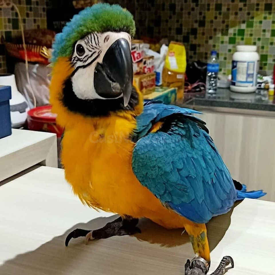 Loros guacamayos disponibles para adopción(+34634683995)