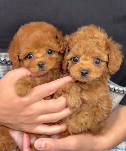 Regalo Caniche Toy .whatsapp: 623727736