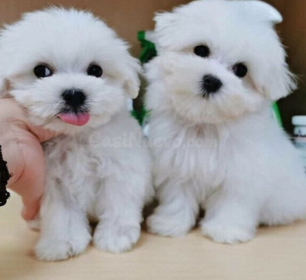 Cachorros Bichon perros pequeños