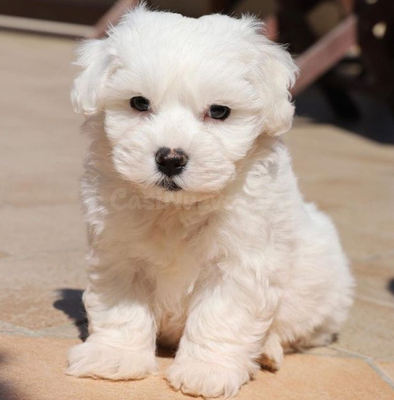 Regalo perro bichon maltes caracteristicas Cachorro Bichon