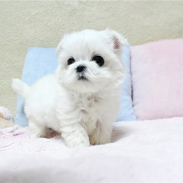Regalo Mini Cachorrode raza pequeña bichon maltes de raza pequeña