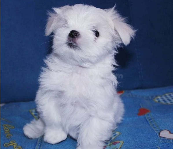Regalo pedigree bichon maltes Cachorro blanco