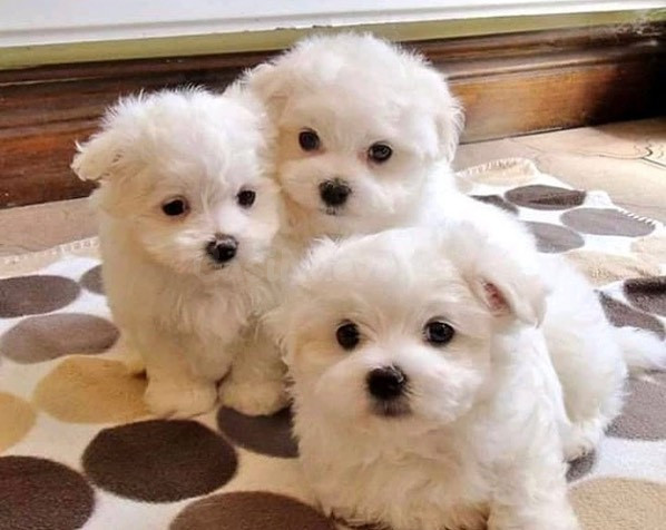 Regalo Cachorros Bichon pedigree bichon maltes