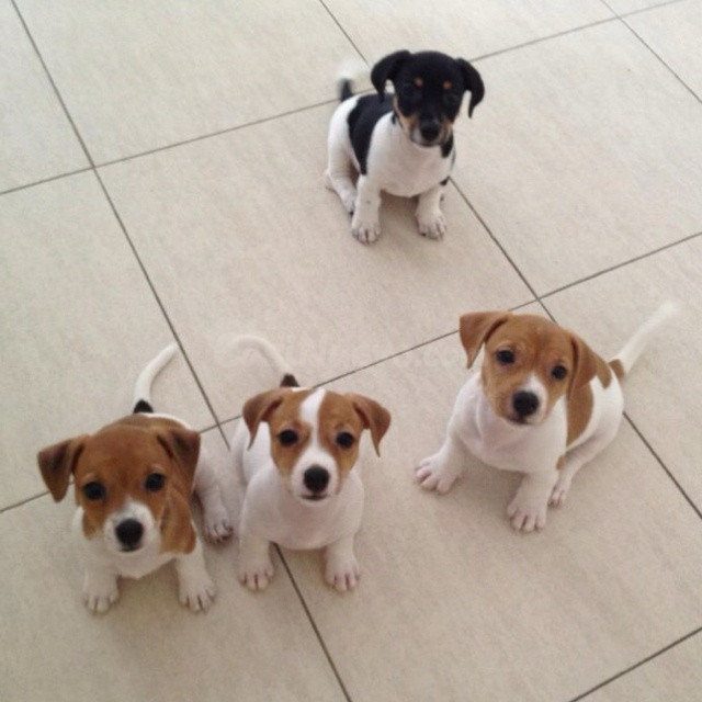 cachorros jack russell