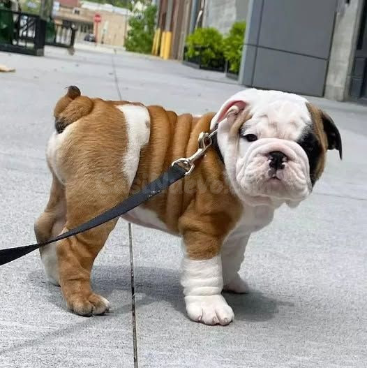 Bulldog inglés cachorro