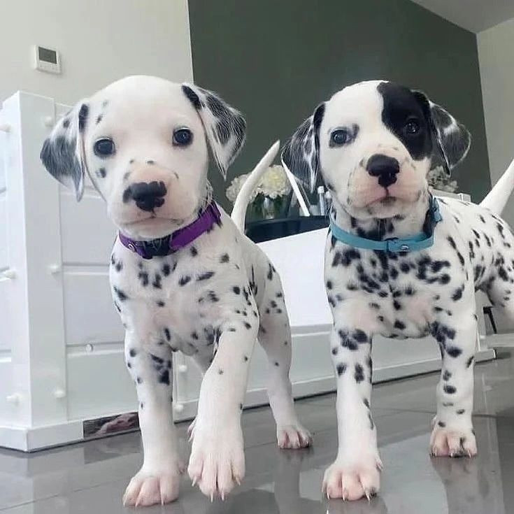 Cachorros dálmata