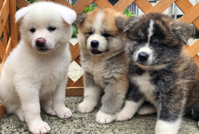 Cachorros Akita