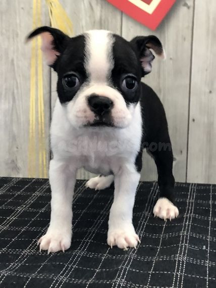 Cachorro Boston Terrier