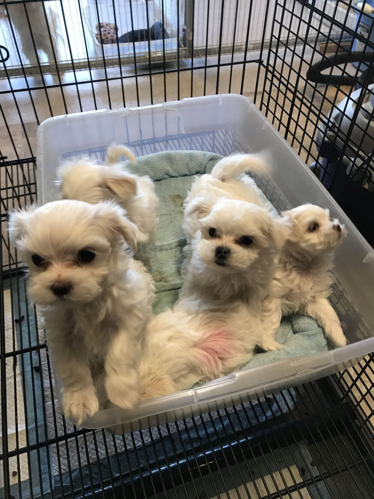Cachorros de West Highland White Terrier.