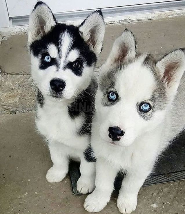 Cachorros Husky