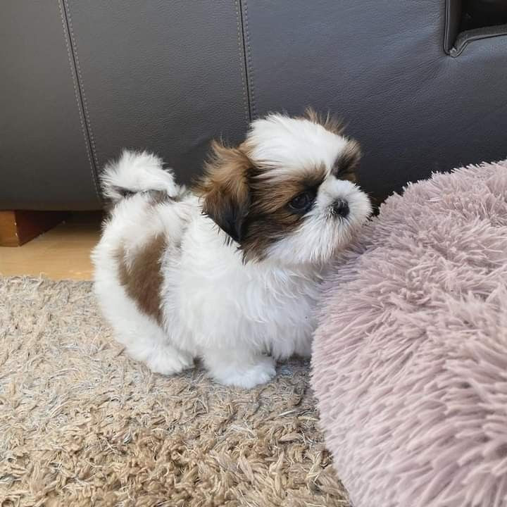 Cachorro Shih Tzu