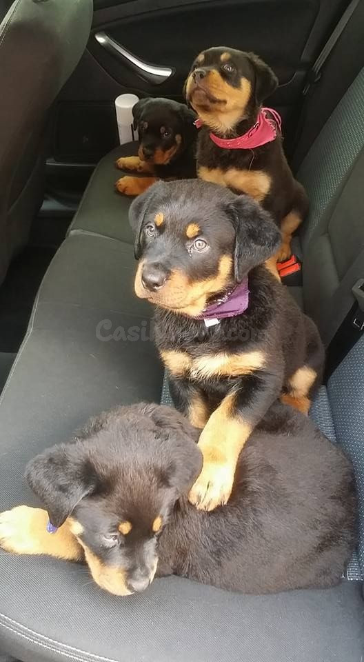 Cachorros rottweiler