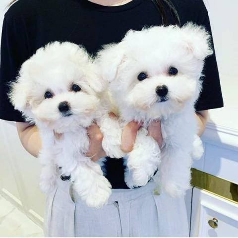 Regalo Cachorros Bichon Maltes