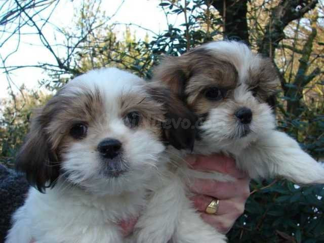 Hermosos cachorros Shih Tzu.