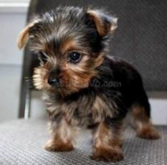 Cachorros Yorkshire Terrier