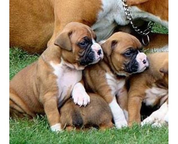 Cachorros de Boxer disponibles