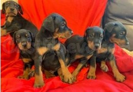 Cachorros de Doberman con registro KC en venta