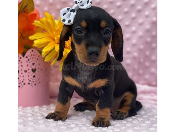 Preciosos cachorros Teckle