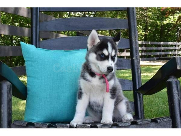 Cachorros de husky siberiano