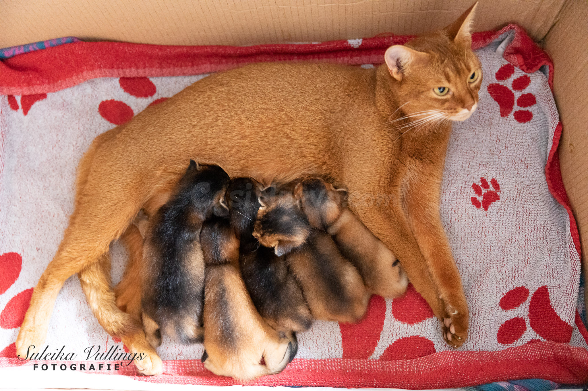Gatitos abisinios listos para un nuevo hogar