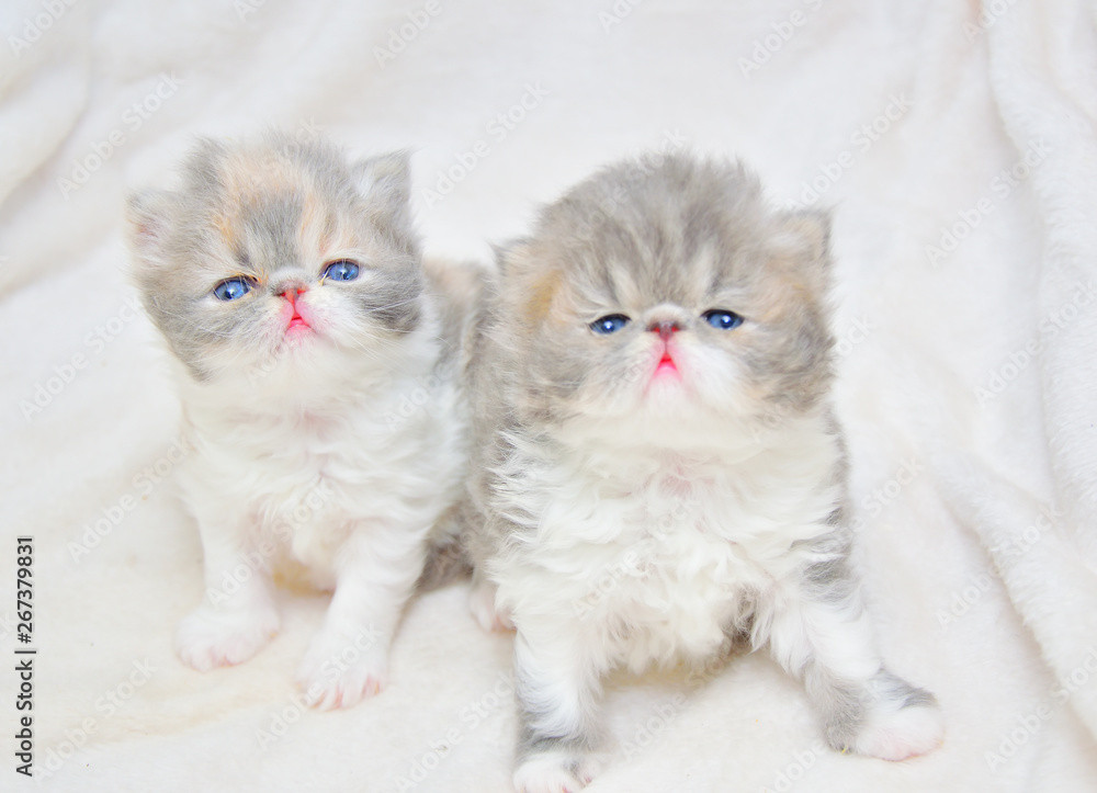 Gato Persa de Pelo Largo Especial