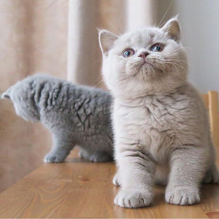 Gatitos Scottish Fold