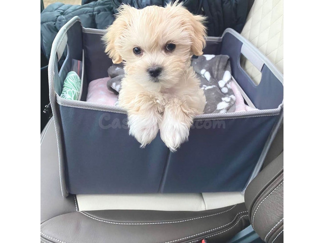 Cachorros Maltipoo criados en casa.