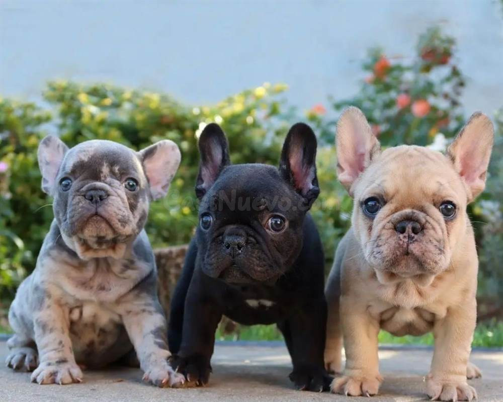 Cachorros de Bulldog Francés en venta.