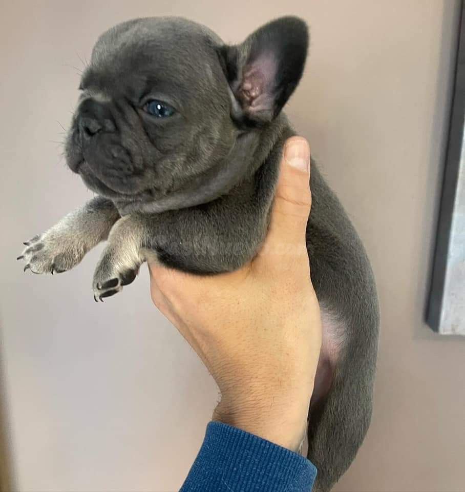 REGALO ECONOMICOS CACHORROS DE BULLDOG FRANCES ((+34637923815)) - foto 2