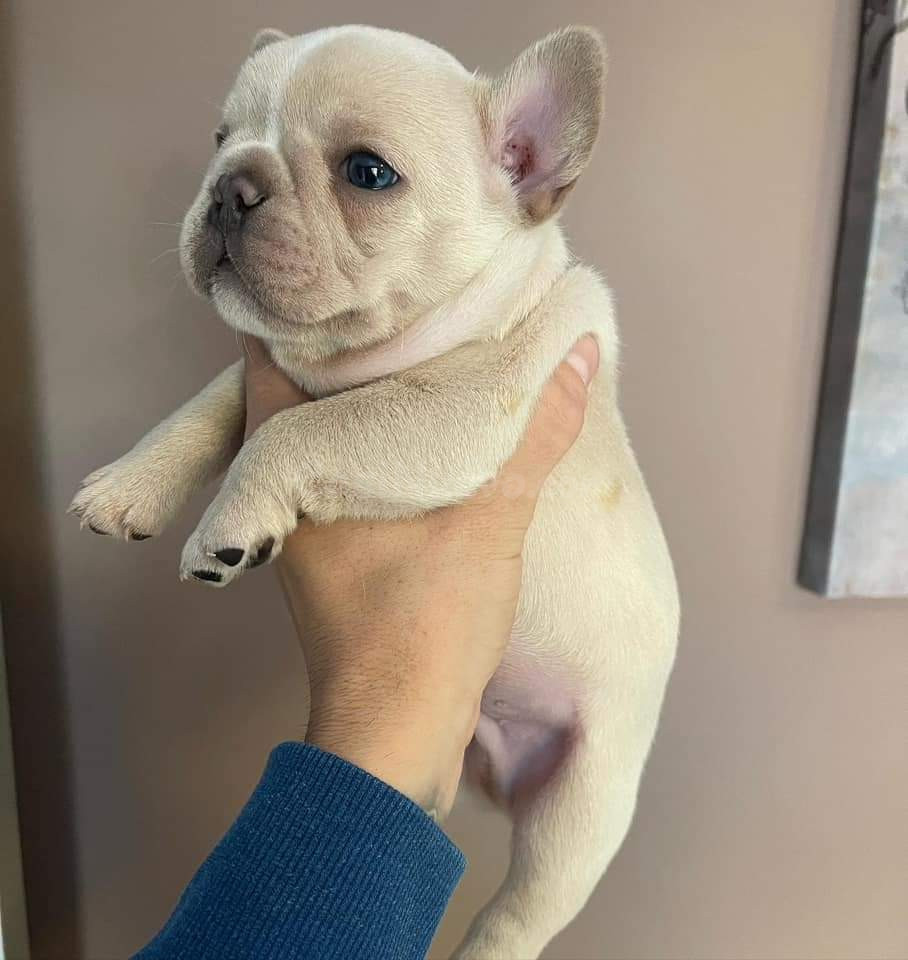 REGALO ECONOMICOS CACHORROS DE BULLDOG FRANCES ((+34637923815)) - foto 3