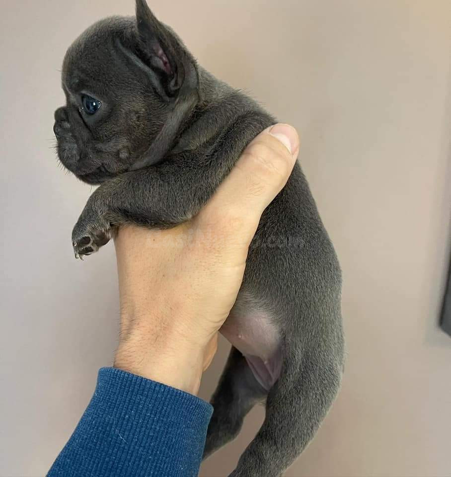 REGALO ECONOMICOS CACHORROS DE BULLDOG FRANCES ((+34637923815)) - foto 4