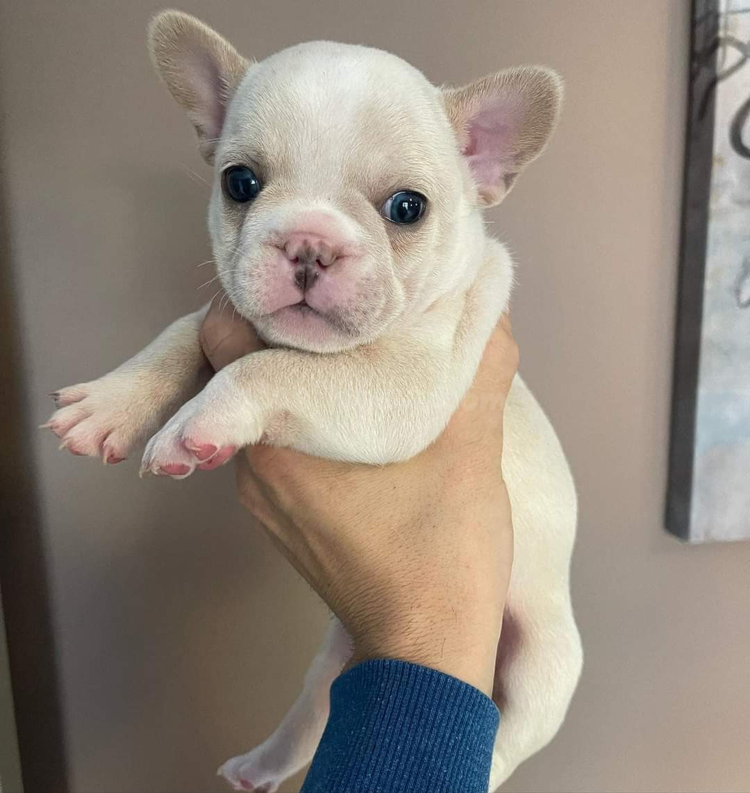 REGALO ECONOMICOS CACHORROS DE BULLDOG FRANCES ((+34637923815)) - foto 5