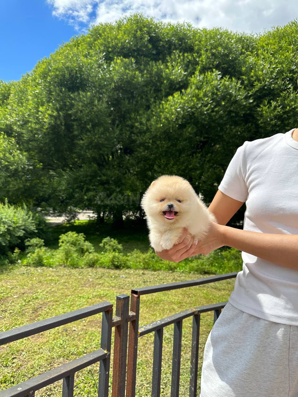 Cachorrita Pomerania, pequeña Paris, en adopción - foto 3
