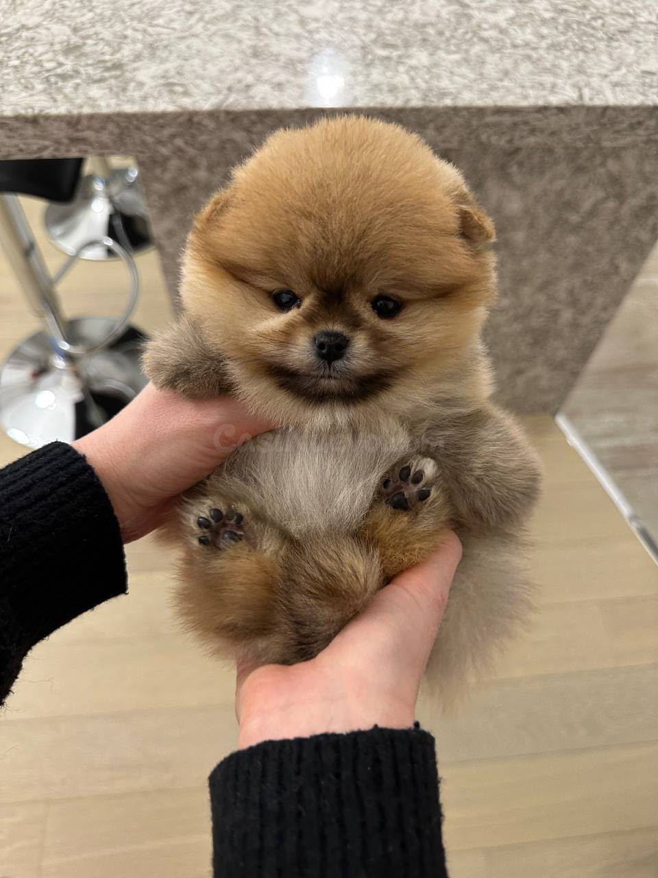 Cachorrita Pomerania, pequeña Paris, en adopción - foto 4