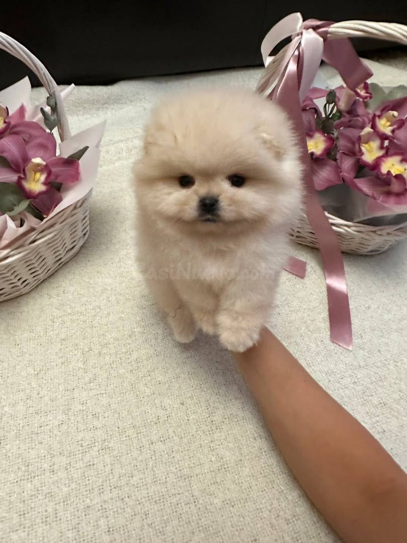 ¡Precioso Pomerania miniatura con carita de oso disponible!