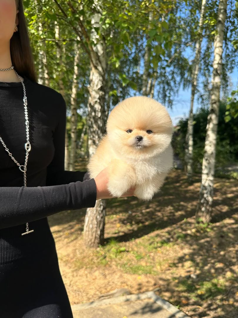 ¡Precioso Pomerania miniatura con carita de oso disponible! - foto 3