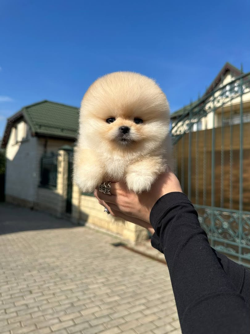 ¡Precioso Pomerania miniatura con carita de oso disponible! - foto 4