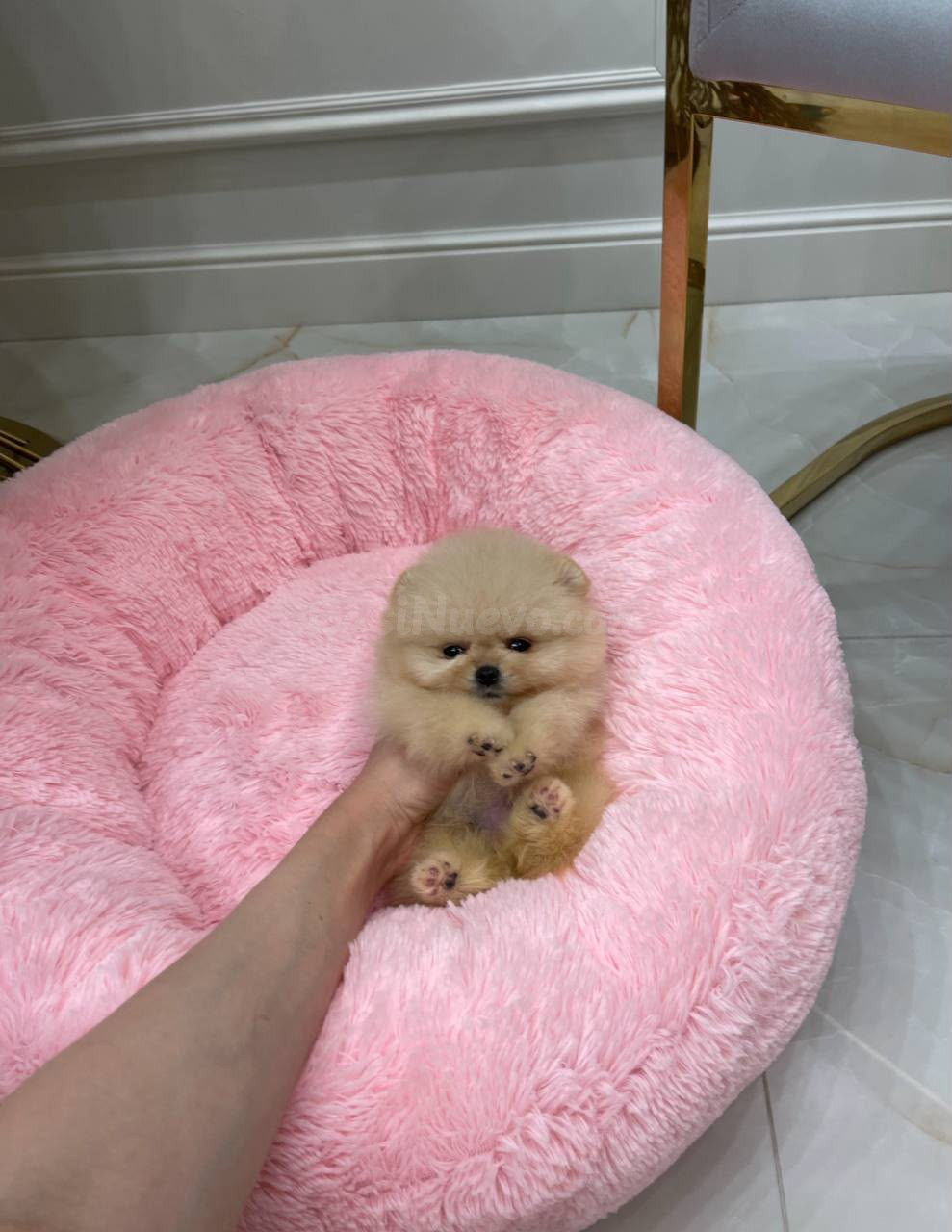 Cachorros Pomerania sanos criados en casa disponibles - foto 3