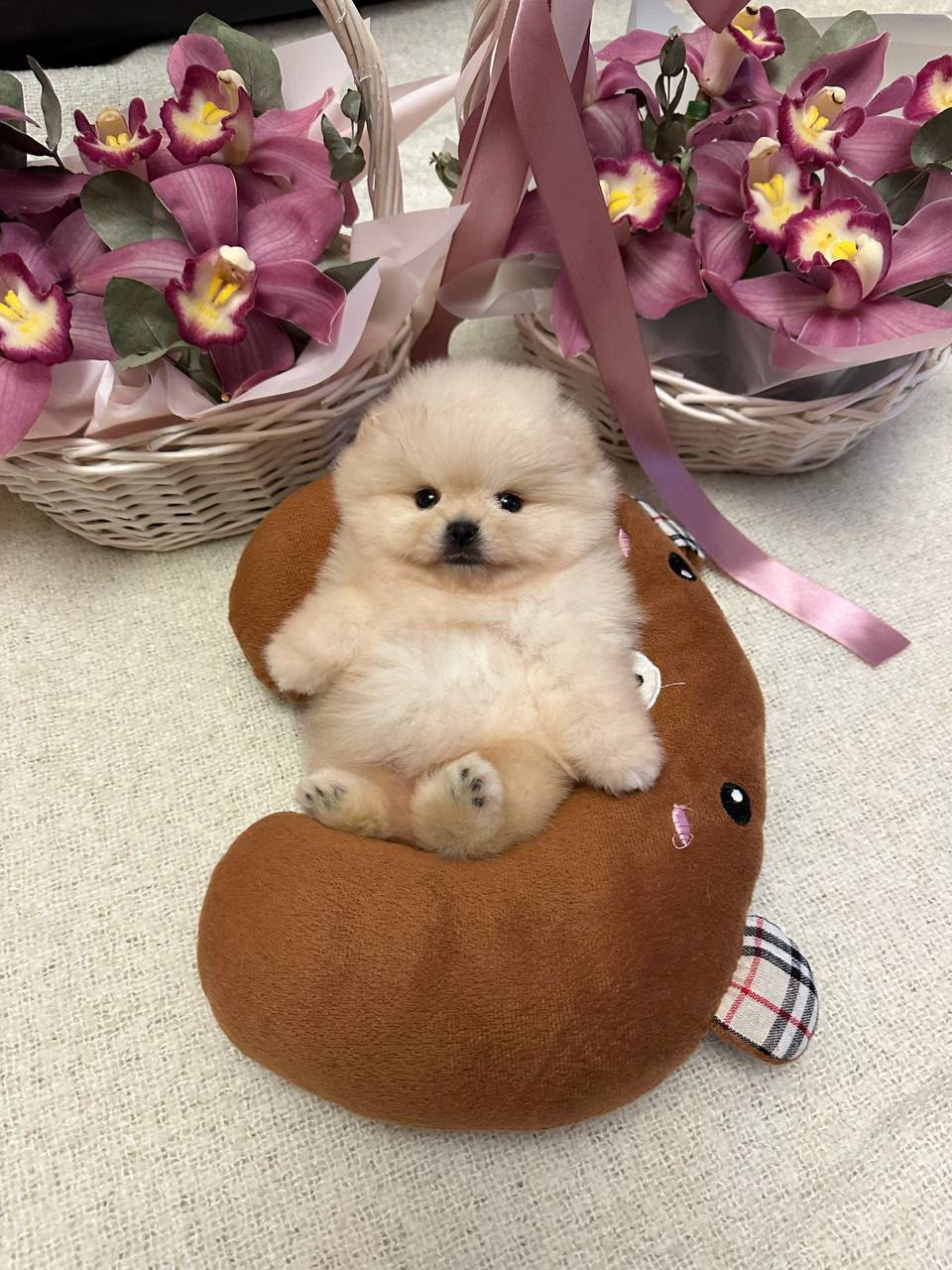Cachorros Pomerania sanos criados en casa disponibles - foto 4